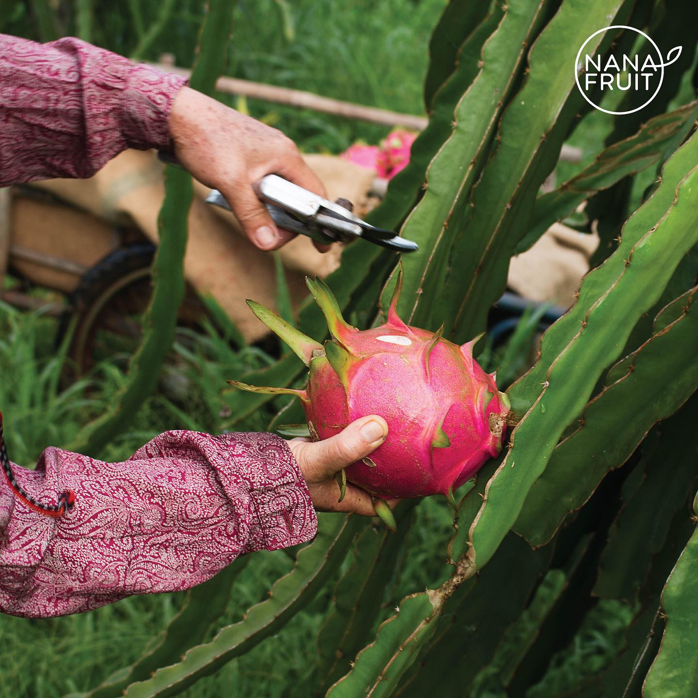 Nanafruit Dehydrated Dragonfruit – No added sugar, naturally sweet and vibrant dehydrated dragon fruit slices with a chewy texture and rich tropical flavor.
